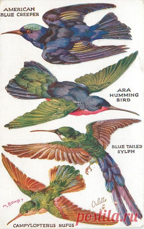 AMERICAN BLUE CREEPER, ARA HUMMING BIRD, BLUE TAILED SYLPH, CAMPYLOPTERUS RUFUS - TuckDB Postcards