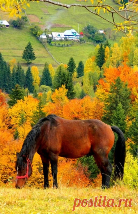 i (528×819)