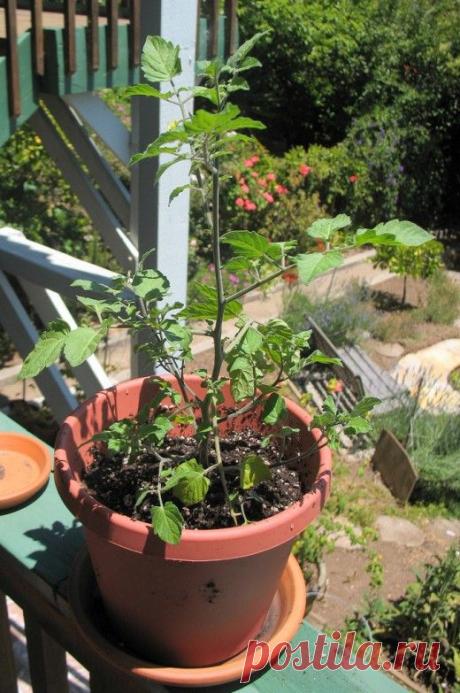 Томат. Уход, выращивание, размножение. Как многолетняя культура. На подоконнике. Комнатные растения. Овощи. Фото. - Ботаничка.ru
