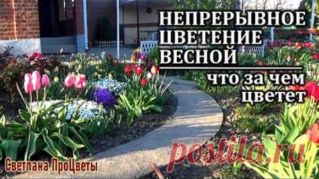 Какие цветы и в каком порядке я сажаю для беспрерывного цветения весной