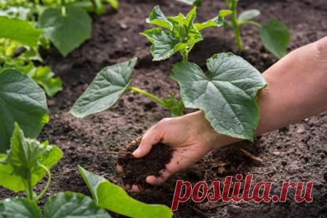 Самый полезный компост из опавшей листвы. Хитрости приготовления