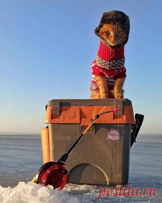 Haстоящий русский кот