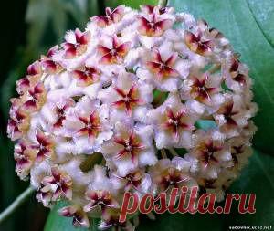 Хойя: разведение и уход - Растения на балконе - Каталог статей - Садовник