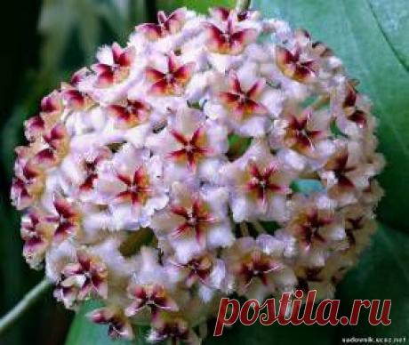 Хойя: разведение и уход - Растения на балконе - Каталог статей - Садовник