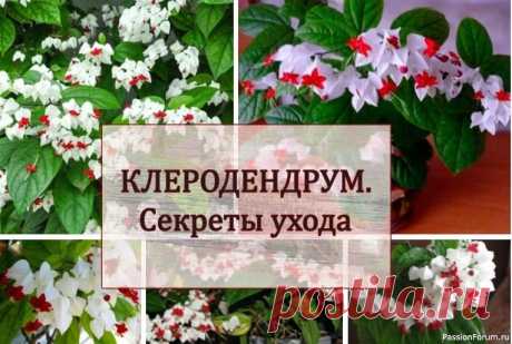 Комнатные растения: клеродендрум. Секреты ухода