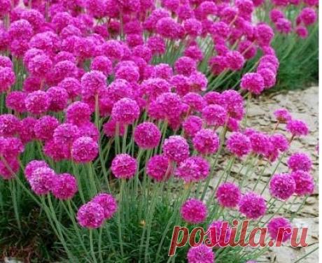 Архивы АРМЕРИЯ ПРИМОРСКАЯ - EcoBox