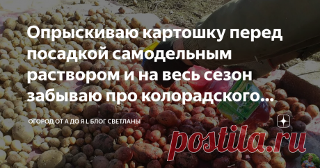 Опрыскиваю картошку перед посадкой самодельным раствором и на весь сезон забываю про колорадского жука и проволочника Здравствуйте, дорогие читатели.
Совсем скоро на многих огородах нашей страны начнут сажать картофель. Мы с мужем ежегодно сажаем картошку, да и все родственники поступают таким же образом.
Цены на картошку растут чуть ли не каждый месяц(если не неделю), а свою и кушать приятнее и намного выгодней. Но, как с другими культурами, при выращивании картофеля возн...