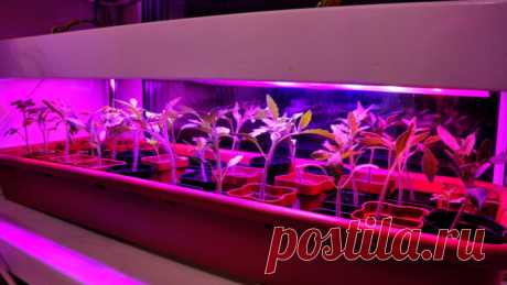 Лучшие фитолампы для рассады 2021 на подоконнике🌱