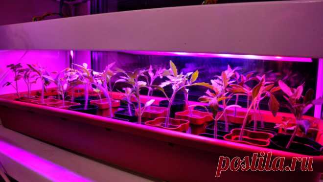 Лучшие фитолампы для рассады 2021 на подоконнике🌱