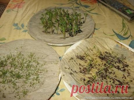 КАК У МЕНЯ ПРОРАСТАЮТ СЕМЕНА
Сохраните, чтобы не потерять!
Хочу поделиться с Вами своим методом проращавания семян. В данном случае цветов. Покупая цветы в пачках, мне много раз попадались пакетики в которых цветы не прорастают, как бы я ими не занималась. И вот в одном из журналов я нашла замечательный совет, которым пользуюсь уже третий год и он меня еще ни разу не подвел.
Значит так, купили Вы семена и боитесь что они могут не прорости, чтобы результат вас порадовал надо взять салфетку или