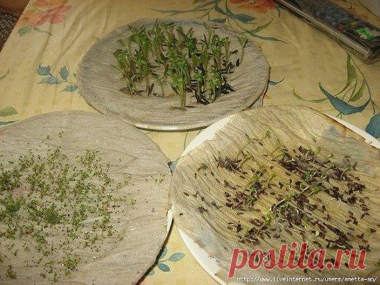 КАК У МЕНЯ ПРОРАСТАЮТ СЕМЕНА
Сохраните, чтобы не потерять!
Хочу поделиться с Вами своим методом проращавания семян. В данном случае цветов. Покупая цветы в пачках, мне много раз попадались пакетики в которых цветы не прорастают, как бы я ими не занималась. И вот в одном из журналов я нашла замечательный совет, которым пользуюсь уже третий год и он меня еще ни разу не подвел.
Значит так, купили Вы семена и боитесь что они могут не прорости, чтобы результат вас порадовал надо взять салфетку или