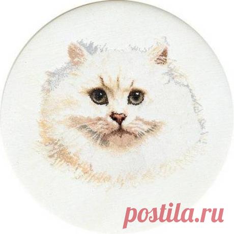 Портрет белого персидского кота.