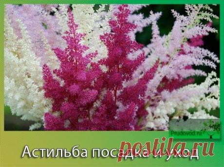 Шикарная астильба – хитрости и секреты выращивания | Все о цветоводстве | Яндекс Дзен