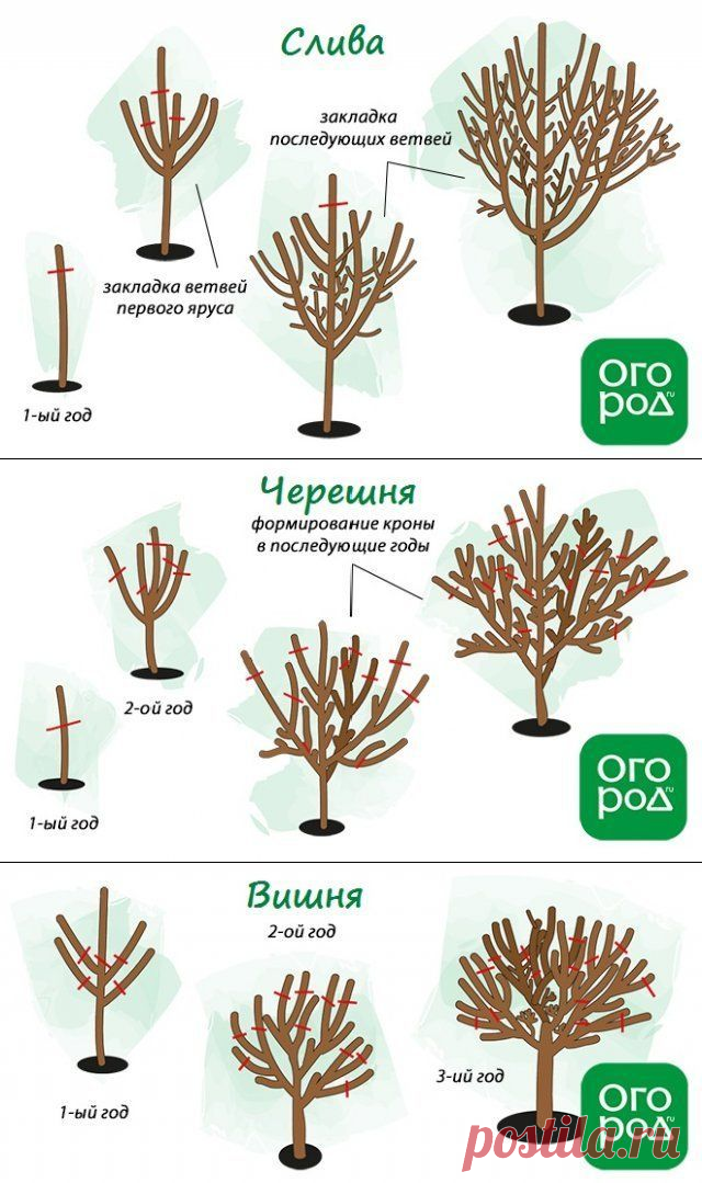 Обрезка плодовых деревьев весной – советы для начинающих и не только | Уход за садом (Огород.ru)