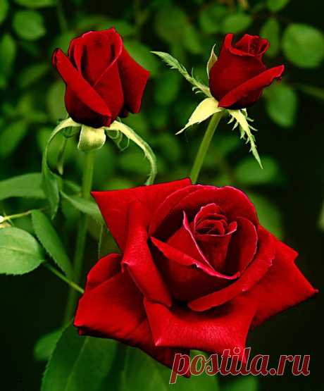 RP: Rosa 'Dame de Coeur' Large-Flowered Hybrid Tea Rose / spaldingbulb.co.uk  |  Pinterest • Всемирный каталог идей