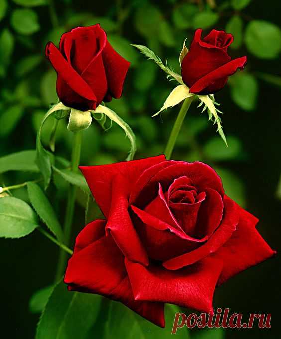RP: Rosa 'Dame de Coeur' Large-Flowered Hybrid Tea Rose / spaldingbulb.co.uk  |  Pinterest • Всемирный каталог идей
