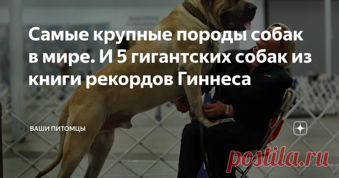Самые крупные породы собак в мире. И 5 гигантских собак из книги рекордов Гиннеса Есть множество крупных пород. Но какие собаки считаются самыми крупными в мире? Сколько весила самая тяжелая собака? Какие записи в Книге рекордов Гиннеса об этих животных самые интересные? Список крупнейших пород в мире Если вы хотите действительно большую собаку, у вас есть несколько пород на выбор. Некоторые будут нежными питомцами, а некоторые бойцовыми и даже агрессивными. У них разный х...