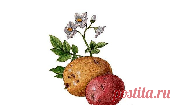 Ускоренное размножение картофеля | Хозяин и Хозяюшка