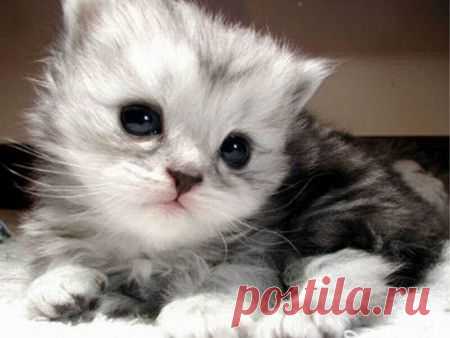 25 Adorable Animal Wallpapers