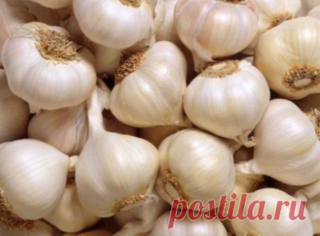 Как сохранить чеснок до весны