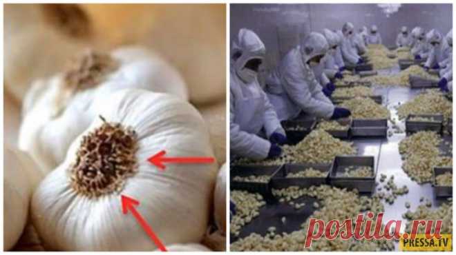 Никогда не ешьте этот чеснок - выяснилось, что он опасен для здоровья! (5 фото) Для лучшего товарного вида и для увеличения срока хранения чеснок предварительно вымачивают в… растворе хлора! Именно поэтому он так красиво и аппетитно выглядит на прилавках.