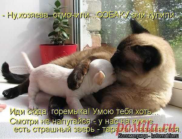 горемыка....