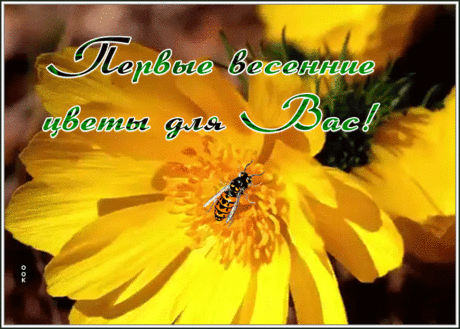 Яркая открытка весенние цветы