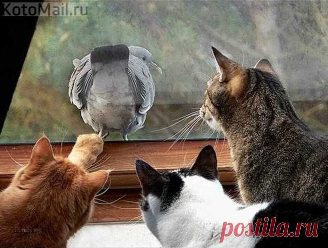юмор | KotoMail.ru