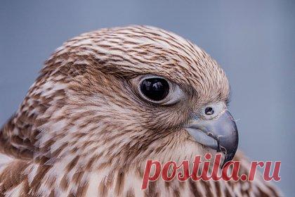 Группа россиян поймала краснокнижную птицу и попала под статью. В Магаданской области следователи возбудили уголовное дело в отношении троих мужчин, которые поймали занесенного в Красную книгу кречета. Они проходят обвиняемыми по статье 258.1 УК РФ, по которой грозит лишение свободы от пяти до восьми лет. Птицу нашли в лесу привязанной к спилу ствола дерева и выпустили.