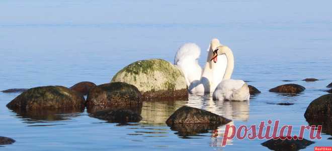 Фото: О любви - без слов.... Фотолюбитель Августина. Природа. Фотосайт Расфокус.ру