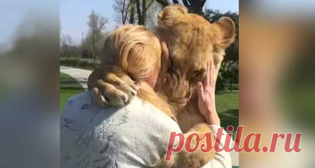 Женщина вырастила двух осиротевших львят, позже их пришлось отдать в зоопарк. Прошли годы и вот их встреча! Вот как умеют любить животные!
