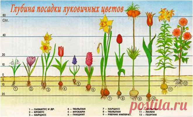 как пересадить цветущую лилию в горшке: 14 тыс изображений найдено в Яндекс.Картинках