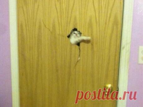 25 домашних животных, которые должны попасть внутрь прямо сейчас Хотя животные, которые живут за пределами дома, наслаждаются большей свободой, чем их домашние ухоженные собратья, все же у них имеется один большой недостаток — если они видят перед собой дверную руч...