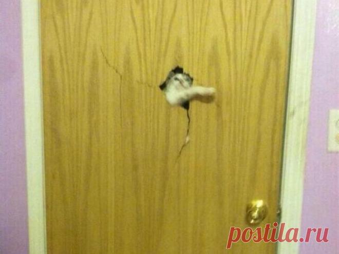 25 домашних животных, которые должны попасть внутрь прямо сейчас Хотя животные, которые живут за пределами дома, наслаждаются большей свободой, чем их домашние ухоженные собратья, все же у них имеется один большой недостаток — если они видят перед собой дверную руч...