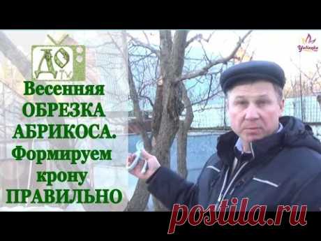 ВЕСЕННЯЯ ОБРЕЗКА АБРИКОСА. Формируем крону ПРАВИЛЬНО / DelaOgorodnieTV - YouTube