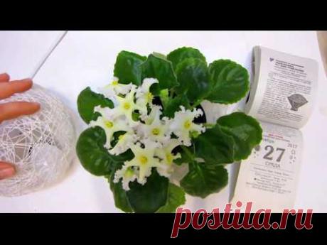 Как ЗАСТАВИТЬ ЦВЕСТИ ФИАЛКИ ЗИМОЙ и КРУГЛЫЙ ГОД????