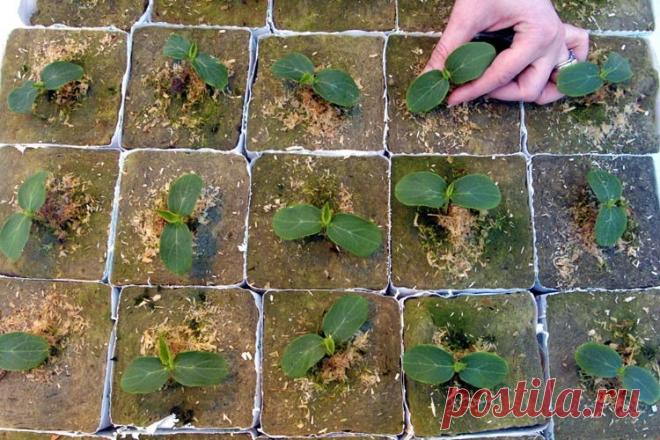 Когда сажать рассаду цветов и овощей? Узнайте, какую рассаду сажают в феврале! | LS