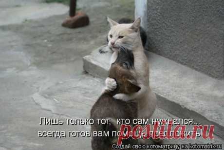 Самые смешные котоматрицы