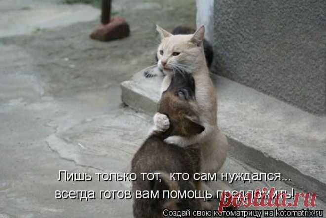 Самые смешные котоматрицы