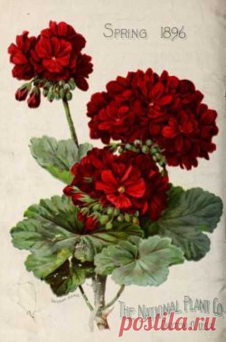 (300) Pelargonium..evocative of old glass greenhouses. | Garden, Yard & House Plants
