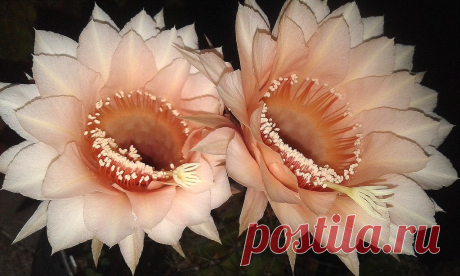Diferente a todas Una amiga brasilera me envió  esta variedad de echinopsis que según lo apoda la gente común es “ombligo de la reina”.  Las floraciones las  espero siempre con  entusiasmo, no importa que me las conozca de memoria , la fiesta de la Naturaleza no me la pierdo , me da muchas satisfacciones.Por exclusivo colorcito salmón  suave y sus pistilos anaranjados,  lo cuido muchísmo además porque al contrario de las otras variedades no me ha dado hijos nunca!! Eso me ...