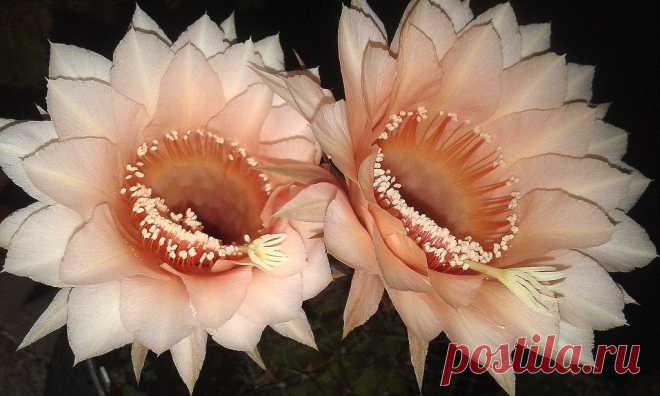 Diferente a todas Una amiga brasilera me envió  esta variedad de echinopsis que según lo apoda la gente común es “ombligo de la reina”.  Las floraciones las  espero siempre con  entusiasmo, no importa que me las conozca de memoria , la fiesta de la Naturaleza no me la pierdo , me da muchas satisfacciones.Por exclusivo colorcito salmón  suave y sus pistilos anaranjados,  lo cuido muchísmo además porque al contrario de las otras variedades no me ha dado hijos nunca!! Eso me ...
