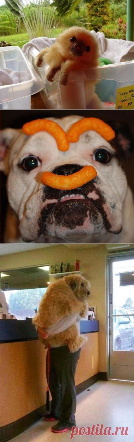 20 funny photos for you! | Shining world