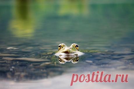 «Водяной» Автор фото — Etibar Jafarov: nat-geo.ru/photo/user/163456/