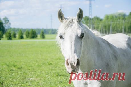 Белая лошадь - 51 фото - картинки: смотреть онлайн
