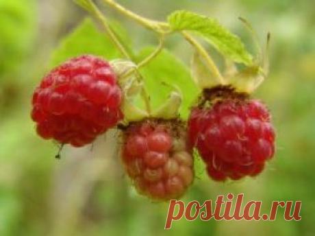 Почему мельчают ягоды малины?