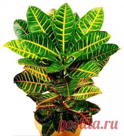 Кодиеум (кротон) - правила ухода