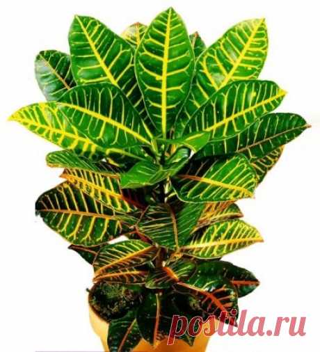 Кодиеум (кротон) - правила ухода