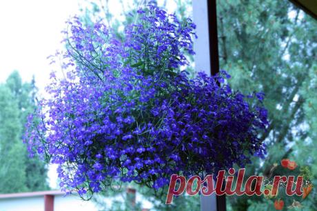 Лобелия – создайте цветущее облако на участке прямо сейчас! 
Красивая лобелия, посадка и уход, фото которой для многих представляет большой интерес, ведь красивые небесные ручьи и ковры на дачном участке мечтают вырастить большинство садоводов, что, к сожалению, получается не у всех...