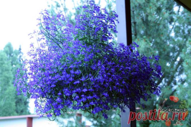 Лобелия – создайте цветущее облако на участке прямо сейчас! 
Красивая лобелия, посадка и уход, фото которой для многих представляет большой интерес, ведь красивые небесные ручьи и ковры на дачном участке мечтают вырастить большинство садоводов, что, к сожалению, получается не у всех...